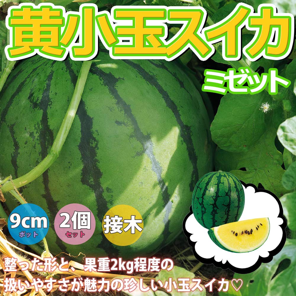 Amazon.co.jp: ITANSE 黄小玉スイカ(品種:ミゼット)【野菜 3号